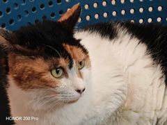 -平行世界·猫咖(首经贸店)