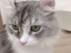 -瞄一喵猫咖(格力海岸店)