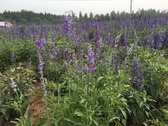 -北京东方普罗旺斯薰衣草庄园
