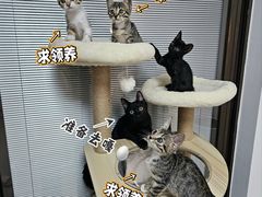 -瑞鹏宠物医院·宠保定点·心脏科·内科(御桥分院)