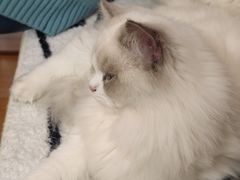 -猫咪派对(江南西店)