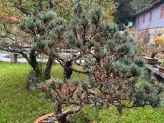 -庐山风景区花径公园