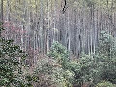 -杭州植物园