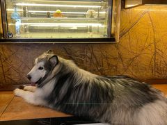 -more than meow吴止猫主题餐厅(承德 中船汇店)