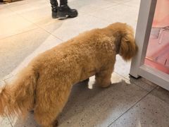 -FAELING PETS美天灵宠物(富力广场店)