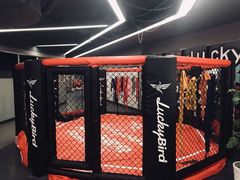 -金吉鸟健身游泳