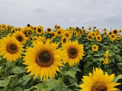 -映月湖中央公园