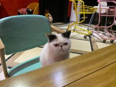 -猫色咖啡·猫咖