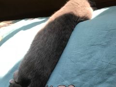 -喵zoo家庭繁育猫舍(尖东智能花园店)