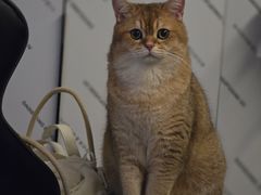 -爱妮康宠物医院·干细胞免疫细胞·肿瘤·心脏(张江店)