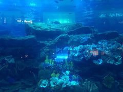 -迪拜水族馆及水下动物园