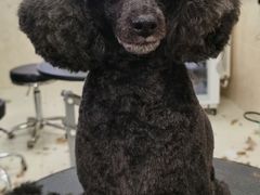 -乐琪宠物(青塔西路店)