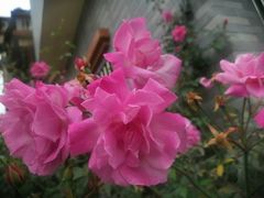 -烟桥私房菜馆(奋哥)