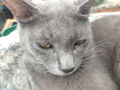 -喵屿·大理花园猫咖