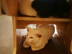 -飞行喵MR PILOT|猫舍·猫咖(静安大融城店)