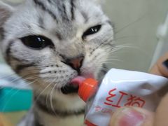 -猫尾侦探俱乐部·剧本杀·狼人杀
