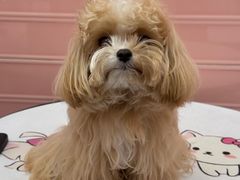 -FAELING PETS美天灵宠物(合生汇店)