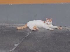 -龙华素斋(龙华路店)