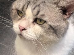 -猫色咖啡·猫咖