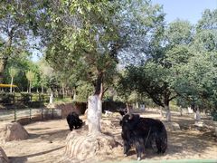 -青藏高原野生动物园