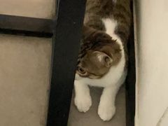 -御宝贝·A梦猫科宠物医院(国际猫友好医院)