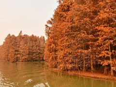 -上海海湾国家森林公园