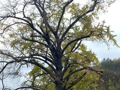 -千年银杏谷文化旅游区