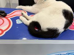 -喜多萌中农锦绣动物医院24H·猫科·牙科MRI·CT