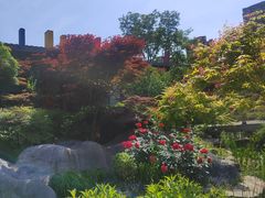 -青枫公园