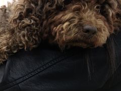 -瑞派宠物医院·中兽医专科(中央商城分院)