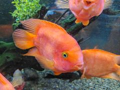 -沙沙哗啦海洋馆(华宇百花谷店)