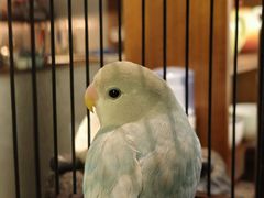 -扫雪煮茶(西村店)