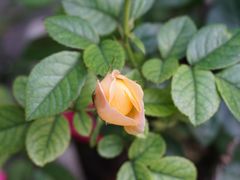 -国生茶庄·地道农家菜团建活动