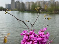 -洋湖国家湿地公园