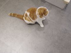 -飞行喵MR PILOT|猫舍·猫咖(静安大融城店)