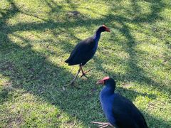 -墨尔本皇家植物园