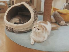 -滚猫咖啡·猫咖·猫友好撸猫(未来城店)