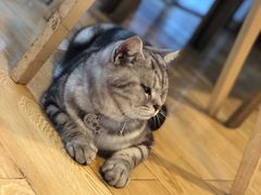 -Cappucimeow猫咪咖啡馆(韦伯时代店)