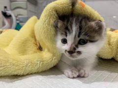 -萌兽医馆·宠物医院·猫骨科(创景店)