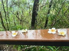 -三亚亚龙湾人间天堂鸟巢度假村