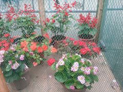 android_upload_pic-鼎湖山风景区