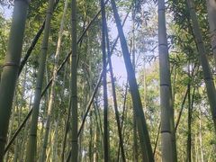 -同里国家湿地公园