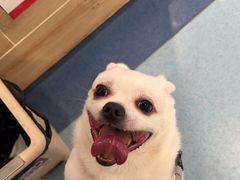 -萌兽医馆·犬猫专科·眼科中心·宠物医院(朝阳门分院)