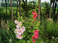 -上海长兴岛郊野公园