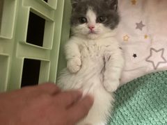 -momokira米努特·德文卷毛猫·棉花面纱犬