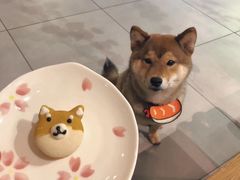 -柴务处·柴犬主题狗咖