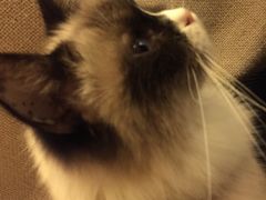 -猫色咖啡·猫咖