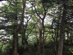 景点-富士山吉田線五合目