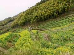-灵山景区梯田