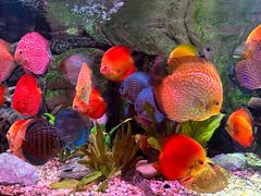 -上海海洋水族馆